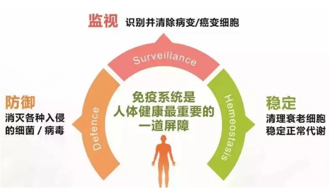 睡眠不足，你的免疫細(xì)胞可能先撐不住了！