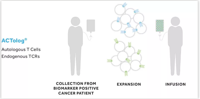 Immatics攜手羅氏，推進(jìn)T細(xì)胞療法聯(lián)合PD-L1抗體Tecentriq治療實(shí)體瘤