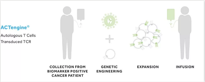 Immatics攜手羅氏，推進(jìn)T細(xì)胞療法聯(lián)合PD-L1抗體Tecentriq治療實(shí)體瘤
